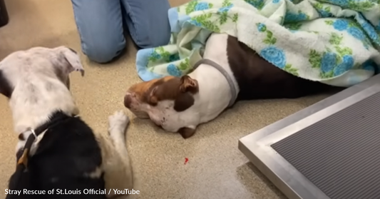 Stray Dog Says Final Goodbye To Her Best Friend