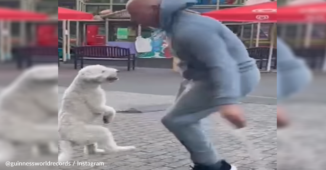 Dog Breaks World Record For Jumping Rope On His Hind Legs