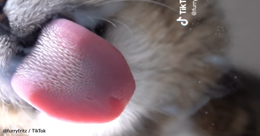 Photographer Captures Close-Up Video Of Cat Lapping Up Spilled Milk