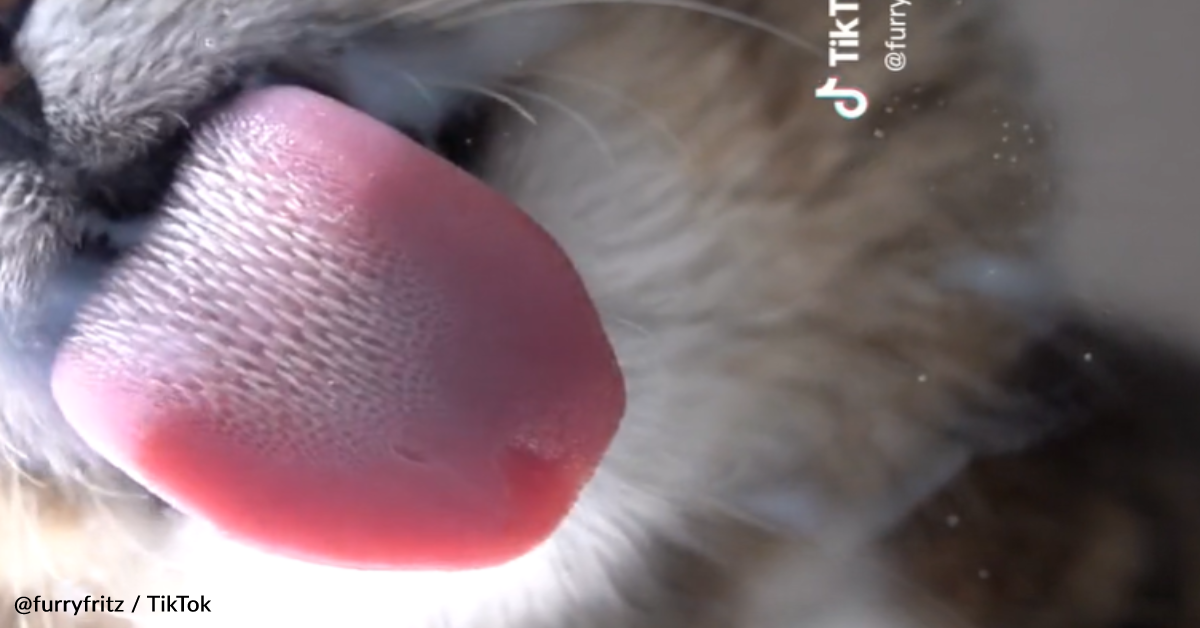 Photographer Captures Close-Up Video Of Cat Lapping Up Spilled Milk ...