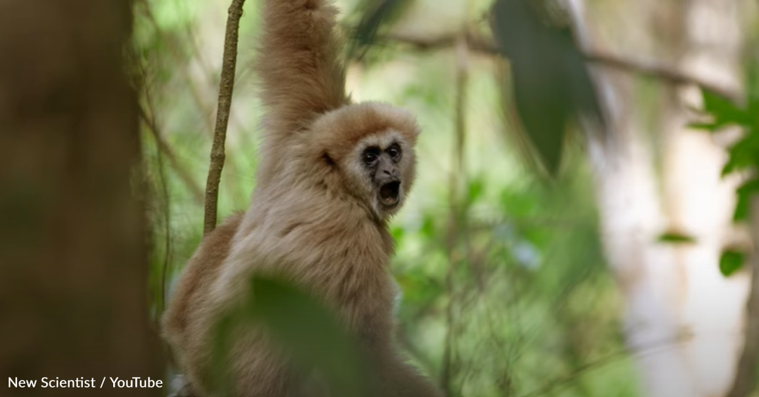 New Study Finds Gibbons Sing Duet-Like Songs To Build Social Bonds