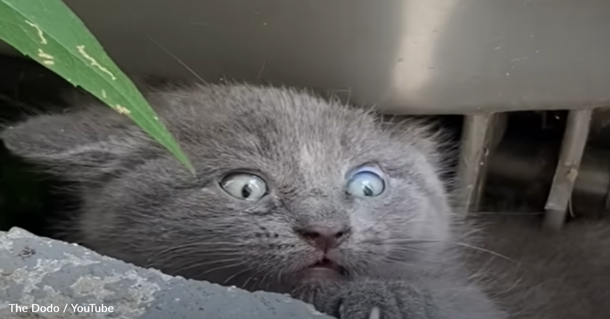 Woman Rescues Feisty Kitten Hiding Under A Trash Can | The Animal ...
