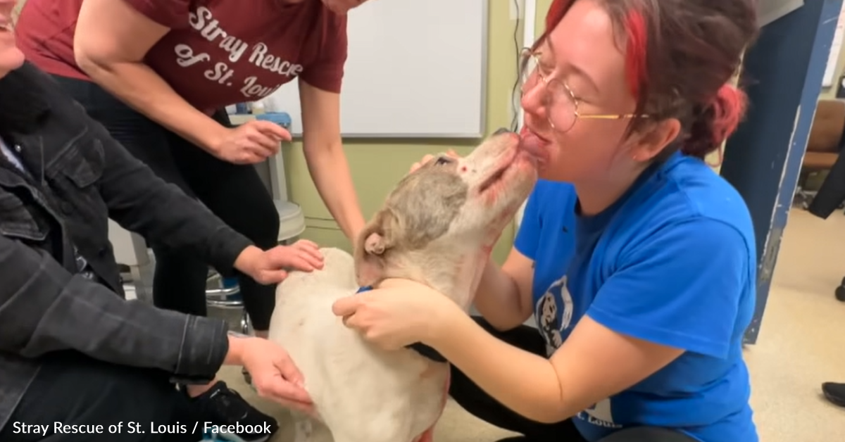 Police Rescue Dog That Was "Brutally Shot" And Bring Her To Clinic For Help | The Animal Rescue Site