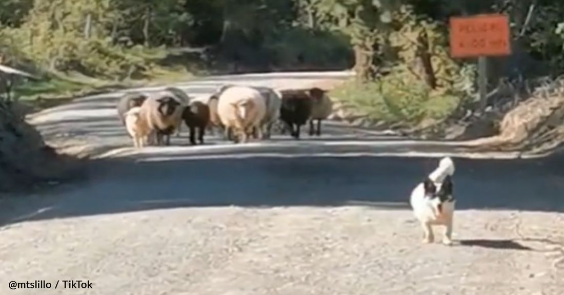 Working Sheep Dog Faces Standoff With Surveyor In The Middle Of The Road