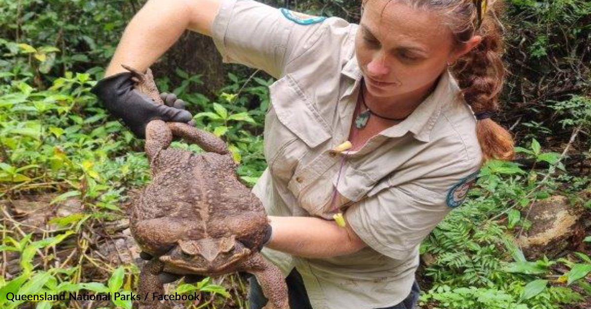 Toadzilla Size Park Rangers Find Massive