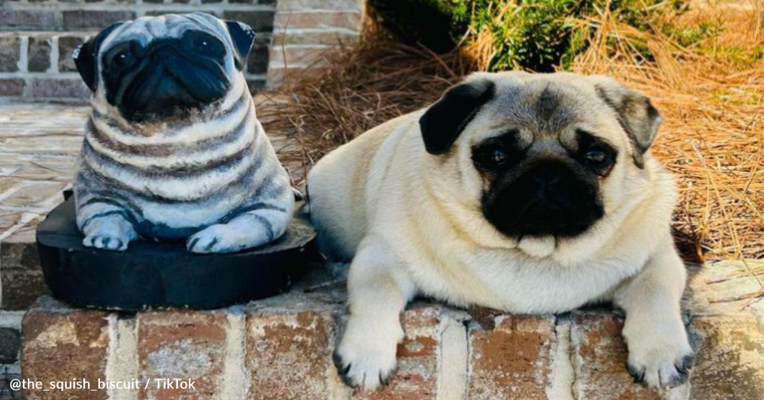 Maggie The Pug Loves Hanging Out With A Statue That Looks Just Like Her