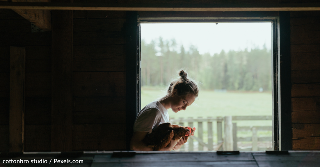 People Are Showing Off Their Chicken Coops Amidst Rising Egg Prices