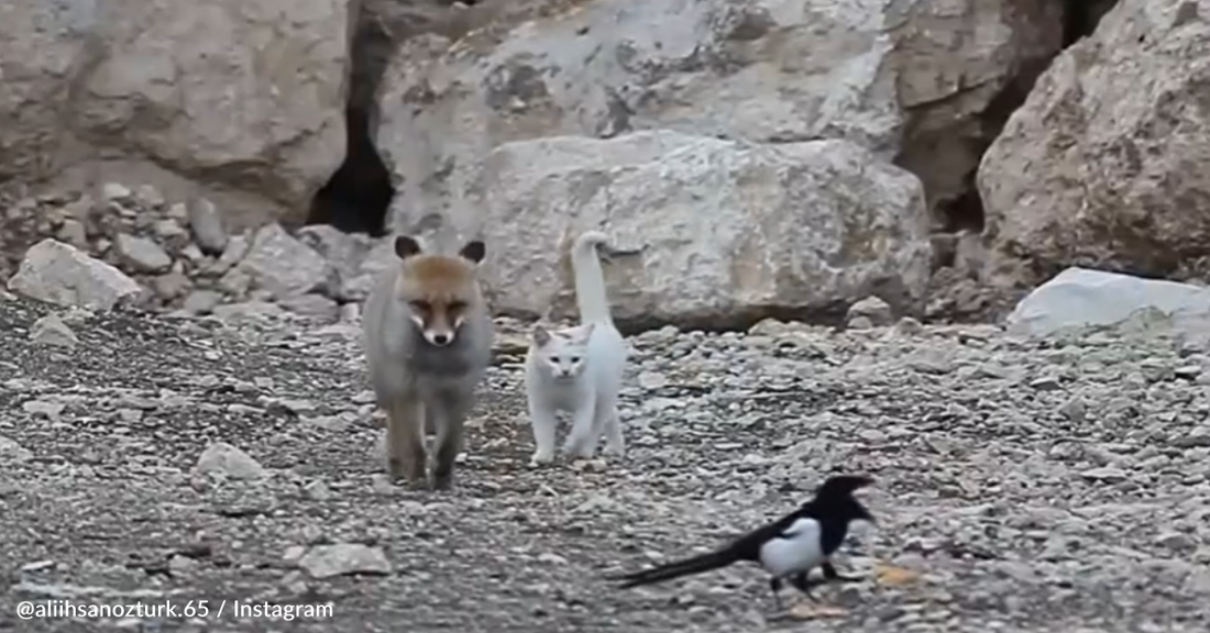 Wild Fox Befriends Cat In Adorable Viral Video