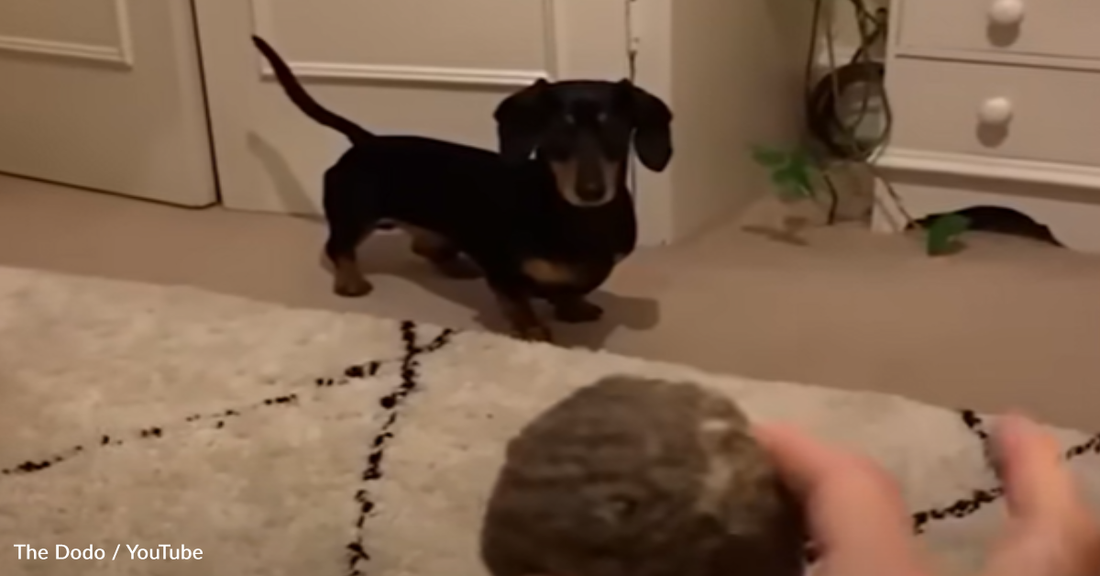 Dachshund Refuses To Give Up His Old, Stinky Ball