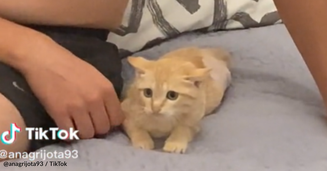 Kitten Loses Leg After Brutal Abuse But Now He's Living With A New Family And BFF