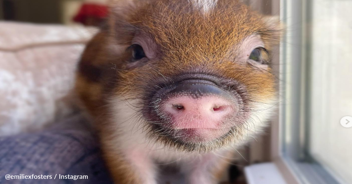 Little Rescue Pig Loves Kisses From His Foster Mom | The Animal Rescue Site