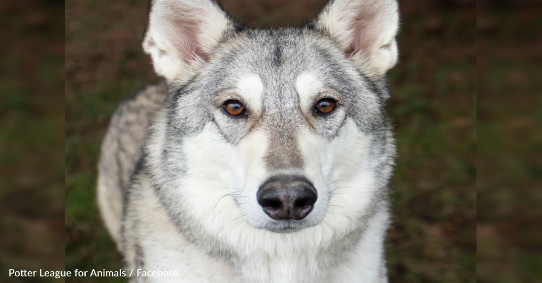 Zeus The Hybrid Wolf-Dog Finally Found A Forever Home