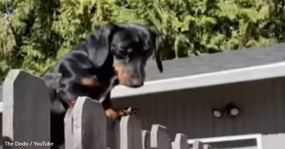 Dachshund Loves Patrolling The Yard So His Parents Built Him A Fence Rampart