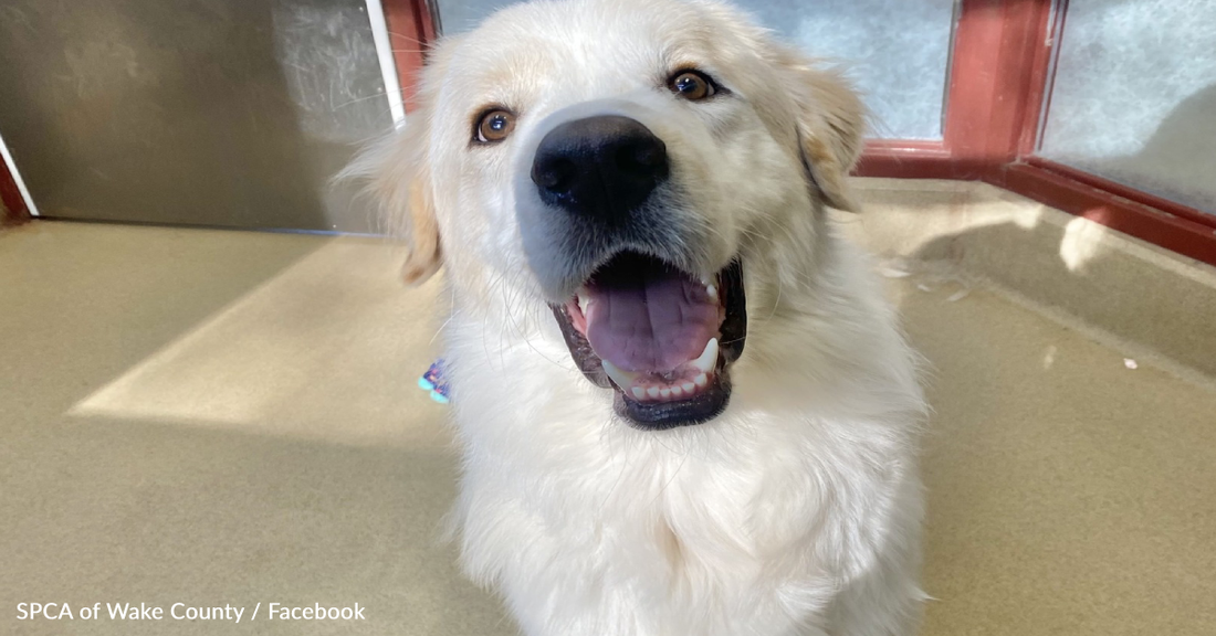 Dog Finally Goes Home After Being Returned To The Shelter 14 Times