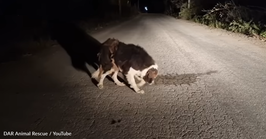 Abandoned Elderly Dog On The Streets Finally Gets The Help He Needs