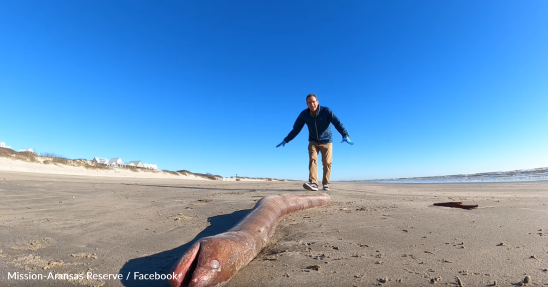 Conservationists Discover Huge American Eel On The Gulf Coast Shores