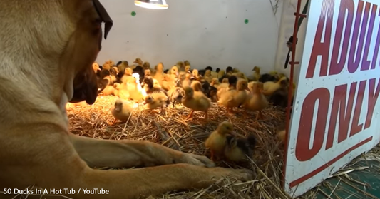 Giant Dog Watches Over Dozens Of Tiny Ducklings