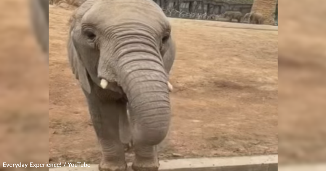 Baby Elephant Gets Carrots From A Visitor