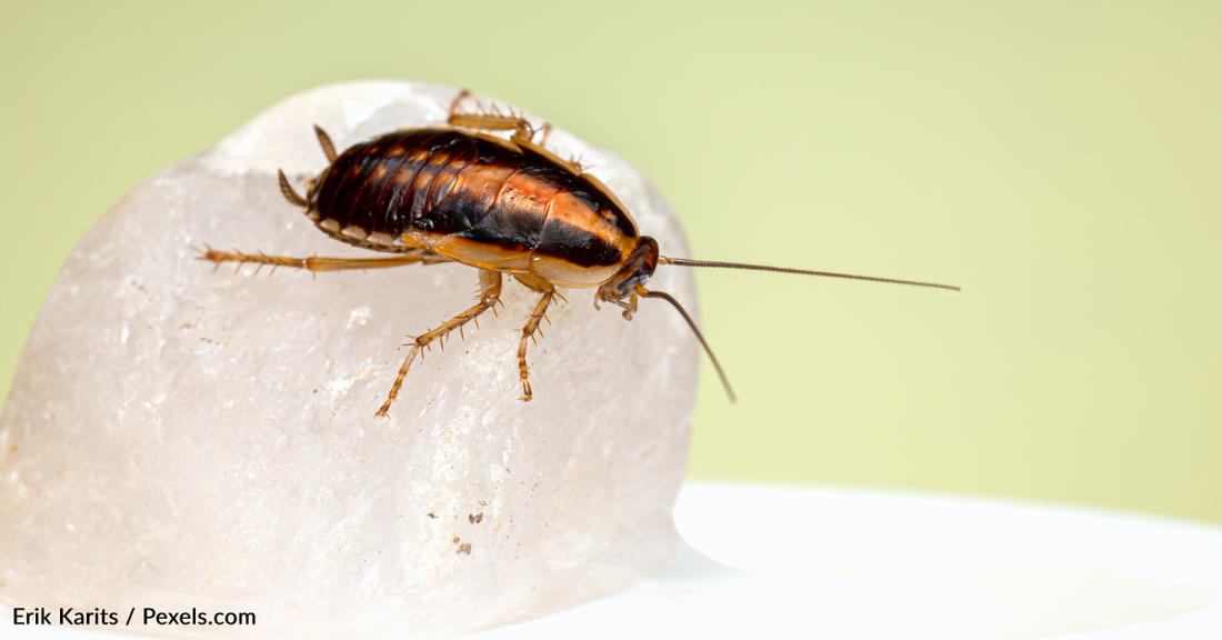 You Can Name A Cockroach After Your Ex For Valentine's Day