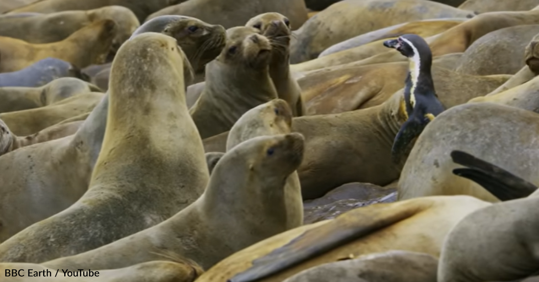 Brave Penguins Surf Over Hundreds Of Sea Lions To Get To The Ocean