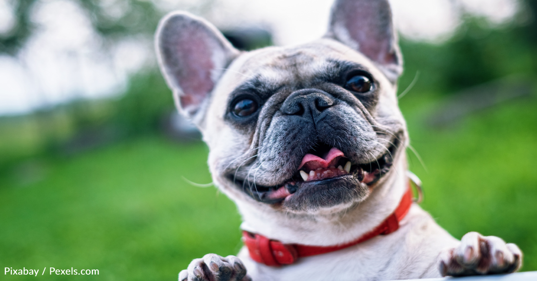 The Netherlands Plans To Ban Flat-Faced Dogs And Cats With Folded Ears