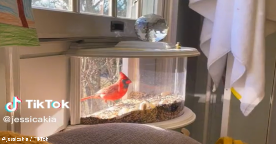 You Can Birdwatch Comfortably From Inside With An In-House Window Birdfeeder