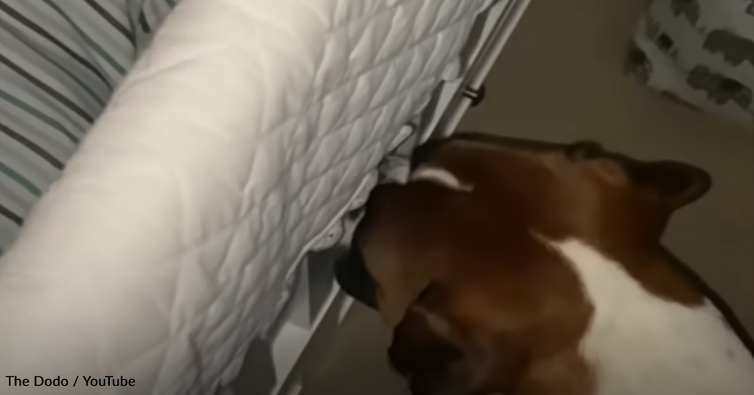 Sweet Dog Joins Baby Brother In His Crib For Snuggles