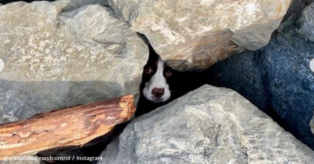 Jogger Saves Puppy Trapped In Ocean Rocks With Tide Coming In