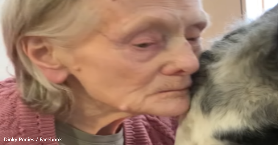 Therapy Ponies Comfort Seniors Living In Nursing Home