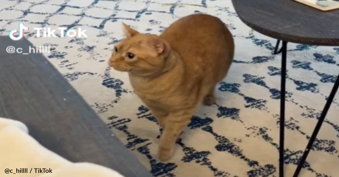 Unsure Cat Reacts To Meeting Foster Guinea Pig For The First Time