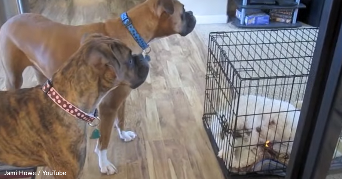 Clever Boxer Helps Friend Bust Out Of His Kennel