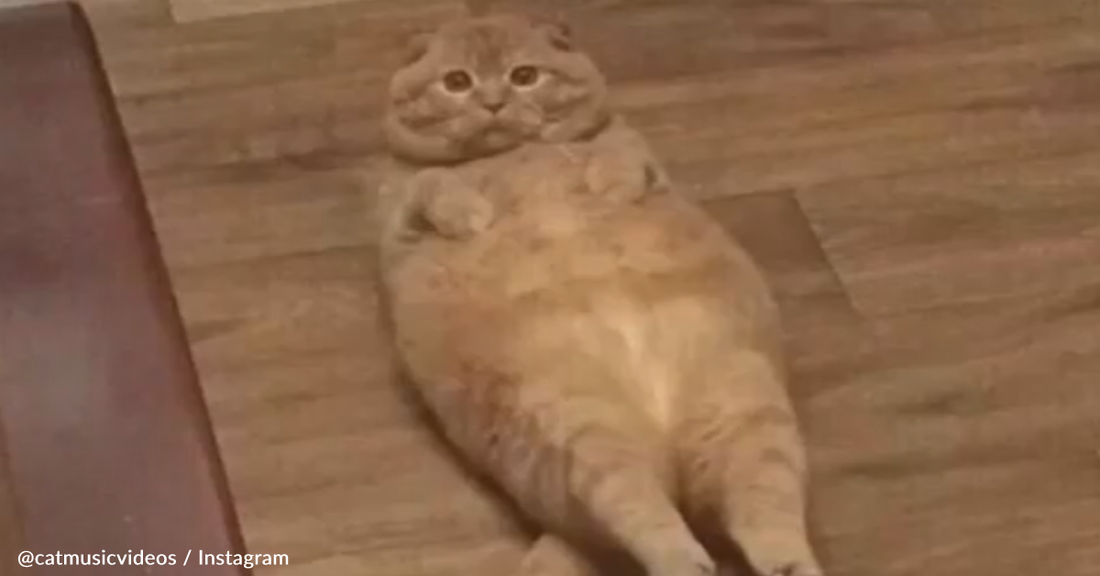 Viral Meme Cats Dance To Popular Songs In Hilarious Video Series