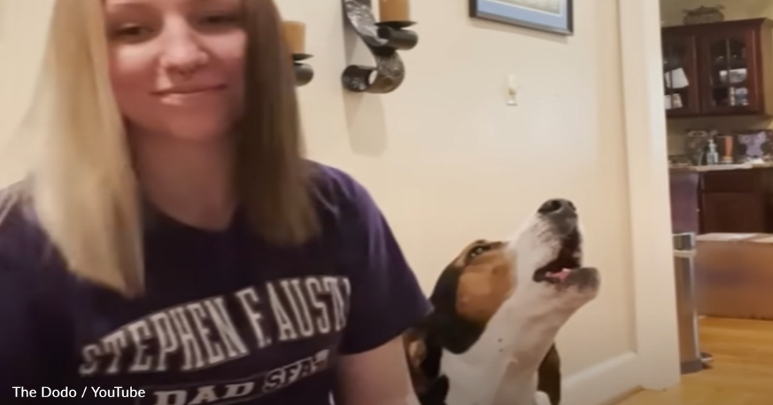 Dog Insists His Mom Play His Favorite Song On The Piano So He Can Sing Along