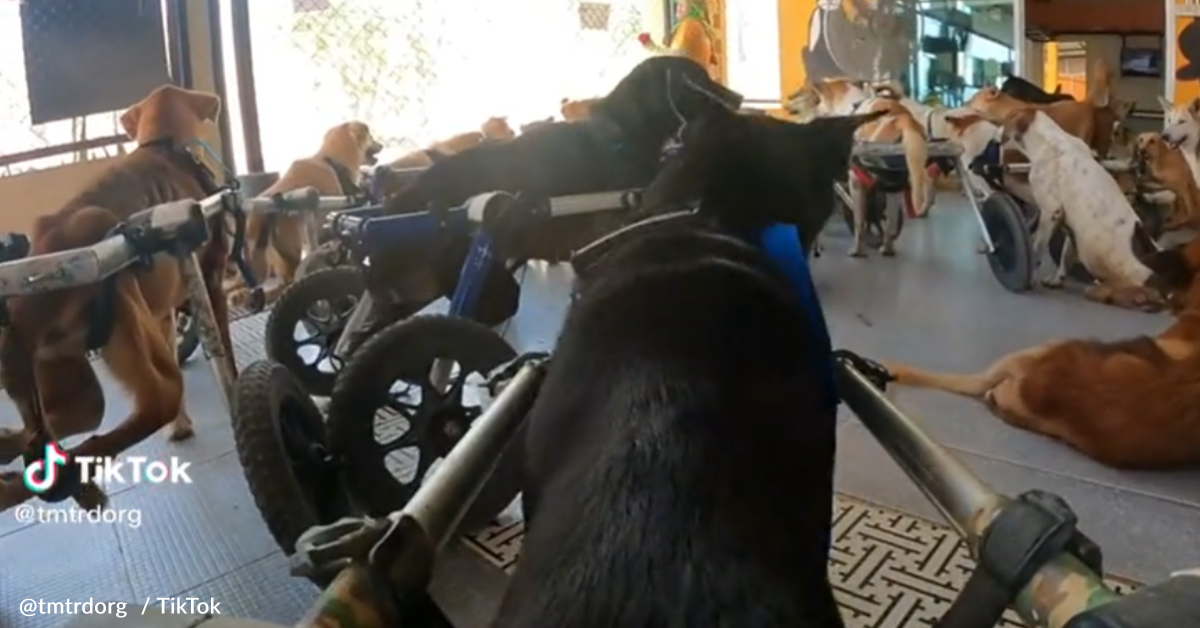 Rescuers Attach GoPro To Dog's Wheelchair Before His Daily Run | The ...