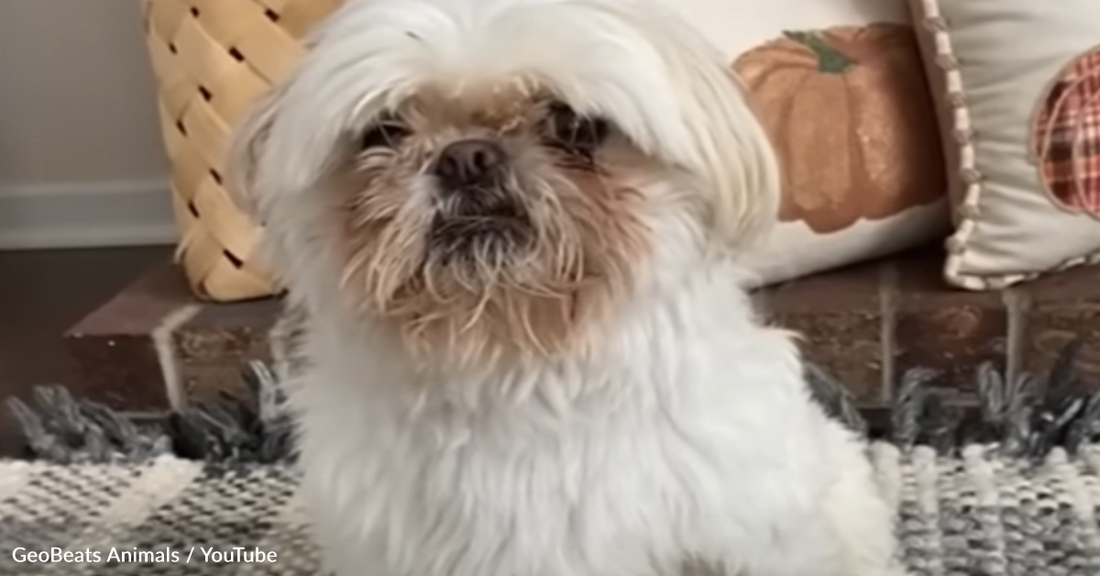 Rescue Dog Has A Strange Fascination With Peanut Butter