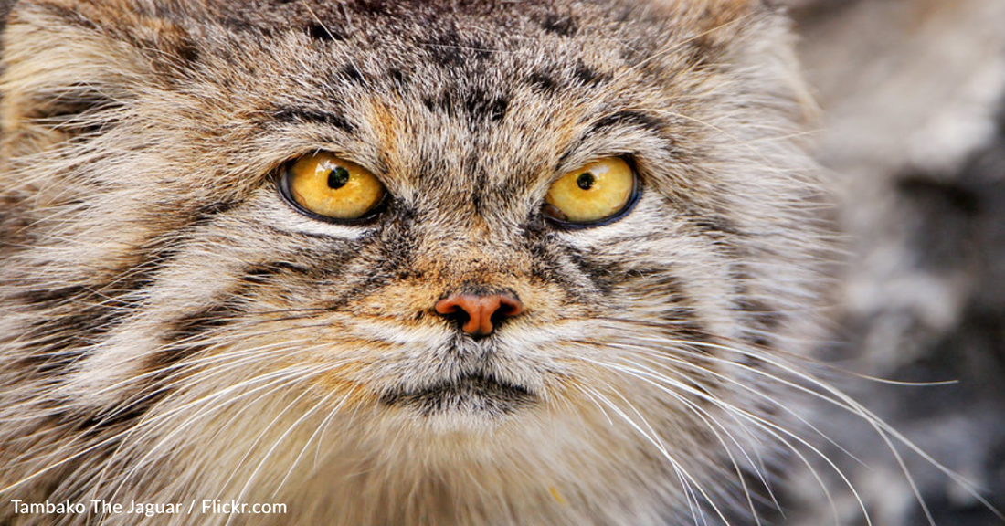 Scientists Find The "Original Grumpy Cat" Species Living On Mount Everest