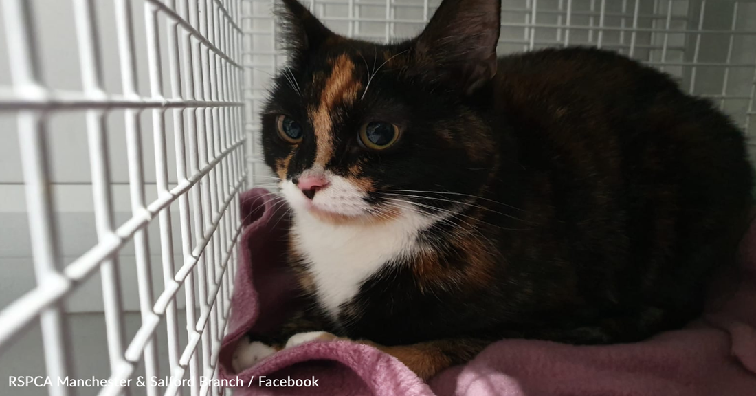 Rescuers Find Cat Abandoned With Heartbreaking Note