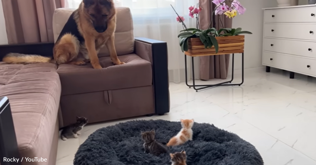 German Shepherd Reacts To Finding 4 Tiny Kittens In His Bed