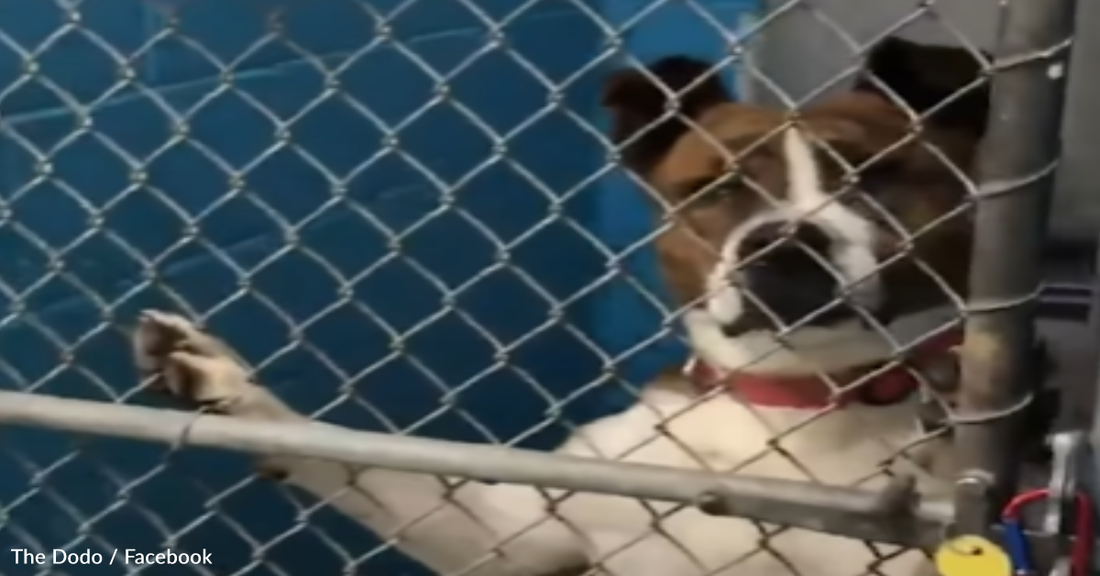 Dog Spends 500 Days In Shelter Before Finally Going Home With Her New Dad