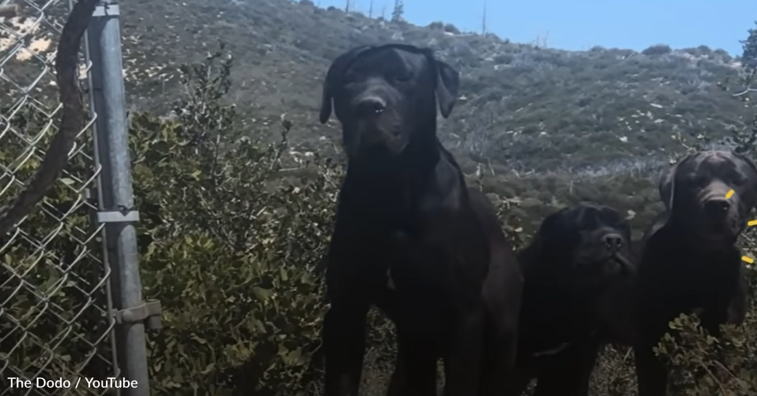 Hiker Finds Three Abandoned Dogs On A Mountain And Sets Out To Save Them