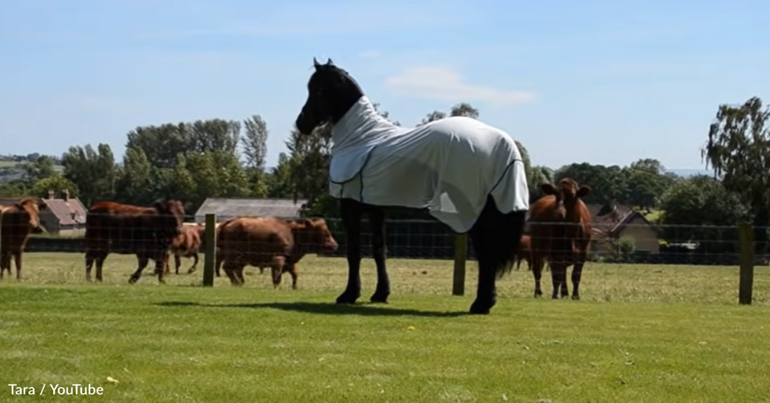 Fancy Friesian Horse Performs Show For Neighbor Cows