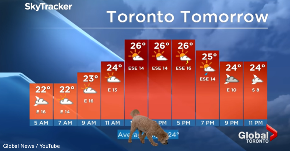 Hungry Dog Interrupts Live Weather Report While Looking For Snacks