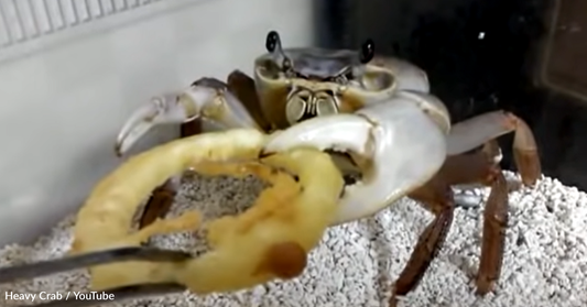 Watch The Adorable Moment A Pet Crab Chows Down On An Onion Ring