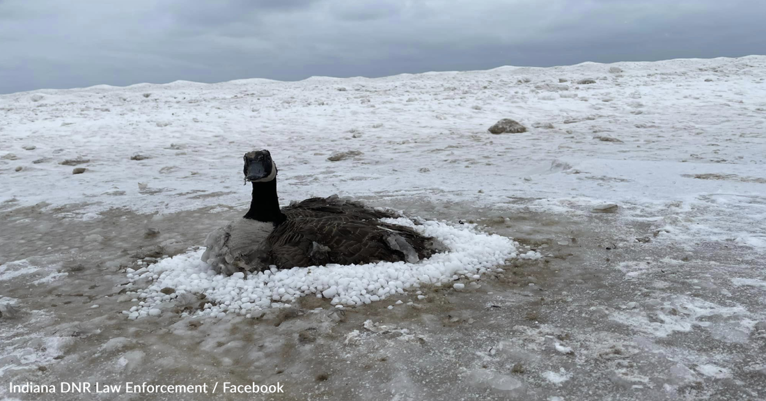 Firefighters Save Canada Goose Frozen To The Sand Along Lake Michigan