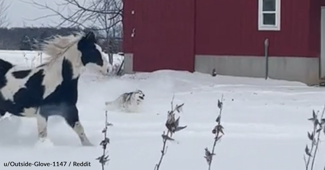 Husky And Horse Play In The Snow Together For The Very First Time