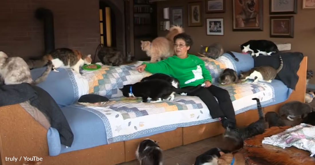 Woman Shares Her Home With Over 1,000 Rescue Cats