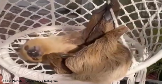 Lazy Sloth Happily Rests In Lounge Chair At Wildlife Sanctuary