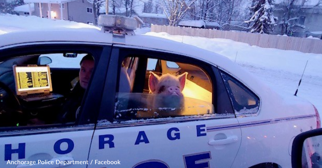 Runaway Pig Takes A Ride Home In A Police Car