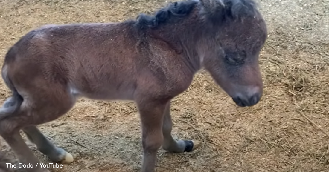 Lonely Horse Calf Befriends Gentle Golden Retrievers