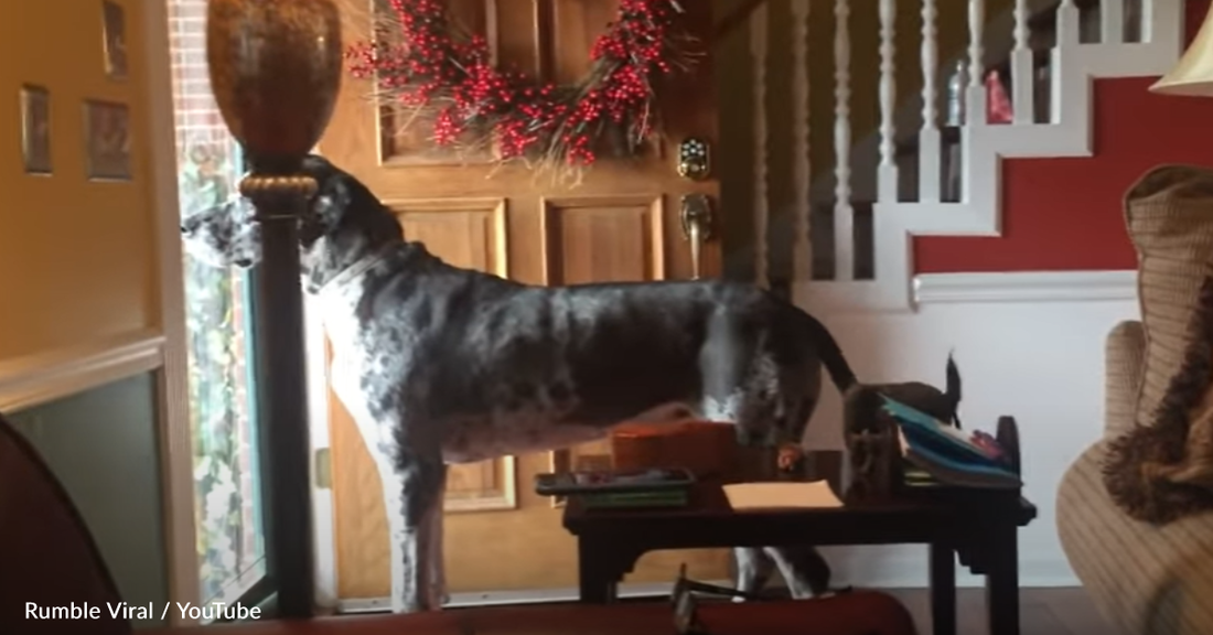 Great Dane Throws A Tantrum When Mom Says He's Going On A Diet